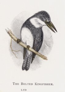 De Riemijsvogel door Alexander Francis Lydon